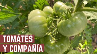 TODOS LOS SECRETOS DEL TOMATE  Mantenimiento de las Tomateras y Asociaciones  Tour por la Huerta [upl. by Vijar]