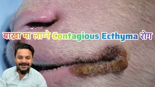 बाख्रा मा लाग्ने Contagious Ecthyma रोग [upl. by Henleigh508]