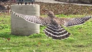 Red Shouldered Hawk The Woodlands Texas [upl. by Natalee]