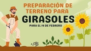 Preparación de tierra para siembra de girasoles🌻🌻 [upl. by Neerroc717]