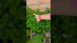 Mint leaves growing from kitchen garden 🌿🌿🌿 shorts terrace garden archana 🍃 [upl. by Elletsirk]