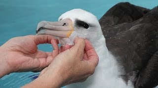 Laysan Albatross at the Monterey Bay Aquarium [upl. by Carisa]