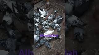 Fancy pigeon feeding time petlover trending kobutor aagrofarm pigeon কবুতর pigeonloft loft [upl. by Nagn484]