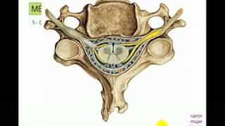 MEDULA 1 [upl. by Rosenblum]