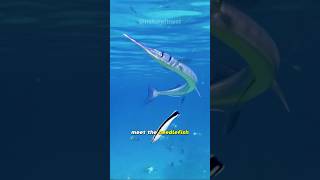 Needlefish  Swift Predator of the Deep [upl. by Ado666]