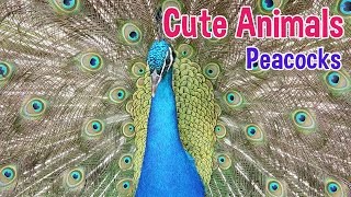 PEACOCKS  Animals For Kids  Peacock photos with classical music for children by Oxbridge Baby [upl. by Jones]