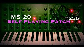 Korg MS20  255th SelfPlaying Patch [upl. by Alvira]