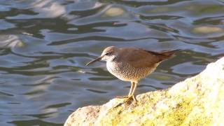 Wandering Tattler [upl. by Manvil]