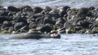 Monk Seal at the Marine Sanctuary [upl. by Erida]