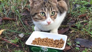 Tiny Stray Kitten Hungry For Food And Attention  Cats And Kittens [upl. by Einreb]