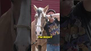 ARTHRITIC Horse LEFT ABANDONED  HUGE Reactions to Chiropractic Must See [upl. by Ttergram]