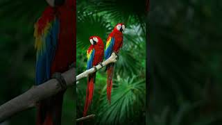 Macaw parrot [upl. by Man]