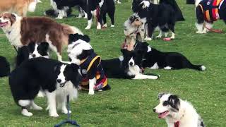 Almost 600 Border Collies Gather in Attempt to Break World Record [upl. by Notgnilliw]