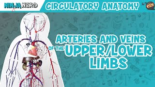 Circulatory System  Arteries amp Veins of the Upper amp Lower Limbs  Wire Man Model [upl. by Sedda]