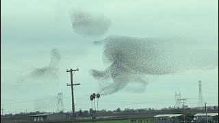 Incredible Starling Murmuration So Satisfying to Watch [upl. by Zink]