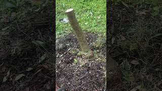 Trying to save a mango tree mangotree andrethefarmer permaculturelife gardening grafting [upl. by Darrin]