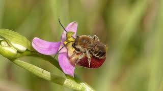 Ophrys pollination  Ophrys gracilis con Eucera sp [upl. by Eibot554]