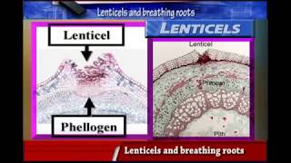 LENTICELS and BREATHING ROOTS [upl. by Yanehc523]