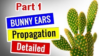 cactus care for beginners  Bunny Ears Propagation  Opuntia Microdasys [upl. by Areval]