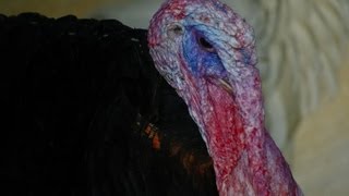 Funny Turkeys gobbling and making funny sounds Have a Laugh [upl. by Bordiuk]