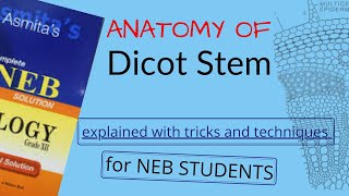 Anatomy of DICOT STEM Explained in NEPALI for NEB STUDENTS  Pathsala Online  BOTANY [upl. by Nemajneb]