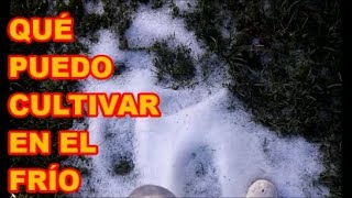 HORTALIZAS Y PLANTAS PARA EL INVIERNO  QUÉ SEMBRARÉ EN CLIMA FRÍO [upl. by Esinal]