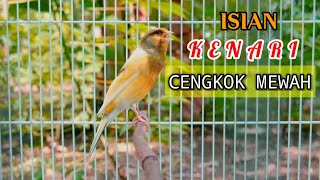 Isian Kenari Cengkok Mewah Paudan Dijamin Ikutan Bunyi Gacor CuitCuit [upl. by Redna]