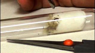 Feeding Ants in Test Tubes [upl. by Akieluz]