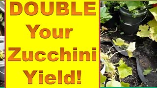 How to Get a Second Crop of Zucchini Late Season  Double Your Zucchini Courgette Yield [upl. by Also121]