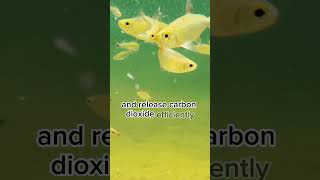 How do fish breathe underwater  Aquatic Survival🐟🌊 [upl. by Piks]