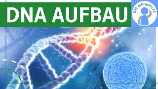 Zusammensetzung der DNA  DNA Aufbau  Bestandteile amp Struktur der DNA  Nucleotide Bausteine [upl. by Kcirrem]