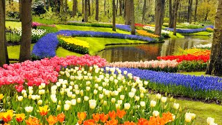 Keukenhof Gardens and Tulip Fields Tour from Amsterdam [upl. by Aynat698]