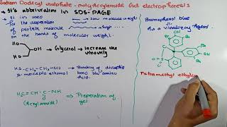 Part1 SDSPAGE Electrophoresis  types of Electrophoresis  Electrophoresis [upl. by Doane479]