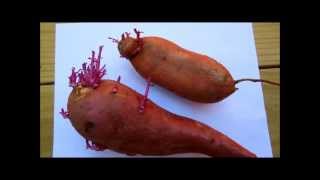 Are Sprouted Sweet Potatoes Poisonous [upl. by Katy]