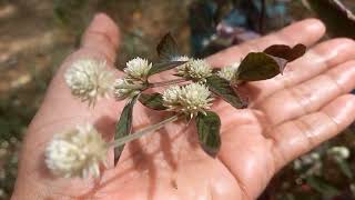 2 Alternanthera brasiliana Alternanthera dentata 💚 Joyweed 💚 Nature and nature sounds [upl. by Cedar772]