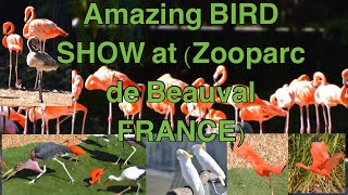 Bird Show at ZOOPARC DE BEAUVAL FRANCE🦢🕊🦩🦩 amazing zooparc show [upl. by Harshman]