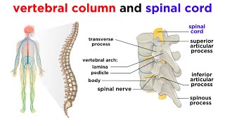 The Central Nervous System The Brain and Spinal Cord [upl. by Randa]