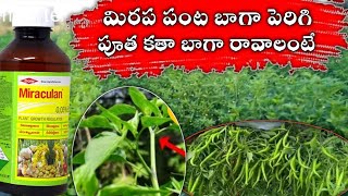 Triacontanol 005� Miraculan మిరపలోtriacontanolఎలావాడాలి మిరపపంటపెరగడానికి [upl. by Neeven595]