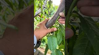 How mango grows on litchi tree [upl. by Tega]