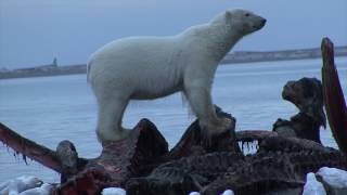 Polar Bears Eating Whale Carcass [upl. by Enilesor683]