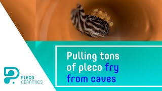 Pulling tons of pleco fry from caves [upl. by Oilerua]