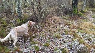 Setter inglese Belen beccacce Scozia 2223 parte 2 English Setter hunting woodcock Scotland [upl. by Hamford]