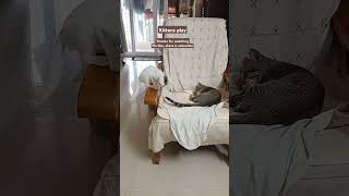 Kittens play Tamil dhanushanirudh catshorts housepets savestrays funnyvideo [upl. by Eentruok]