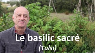 Basilic sacré tulsi [upl. by Aliakim368]