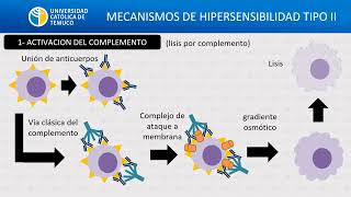 hipersensibilidad II 2024 [upl. by Domini683]