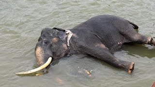 ELEPHANT ORPHANAGE PINNAWALA SRI LANKA [upl. by Buchanan]