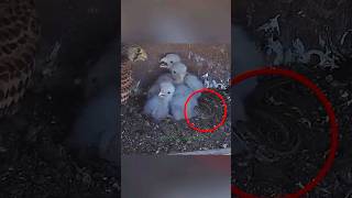 A Lizard Attacked the Chicks in a Kestrel Nest 😱animals wildlife shorts [upl. by Tlevesor]