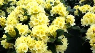 Best Garden Shrubs Rhododendron Capistrano [upl. by Aronoel512]