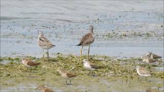 Juvenile Stilt Sandpiper and Lesser Yellowlegs at Presquile Ontario [upl. by Hgieloj]