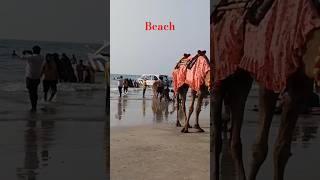 Beach murdeshwar shiva beach touristplace camels [upl. by Attenyw]